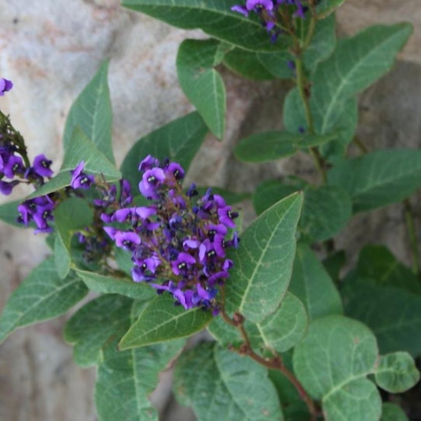 Hardenbergia violacea Regent (Foliage)