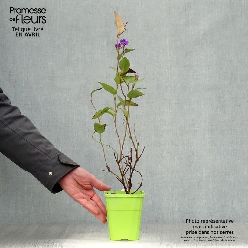 Example of Hardenbergia violacea Regent Pot de 1L/1,5L as you get in printemps