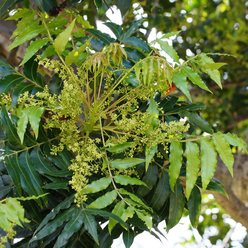 Harpephyllum caffrum (Flowering)