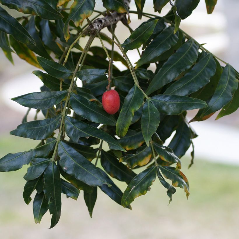 Harpephyllum caffrum (Harvest)