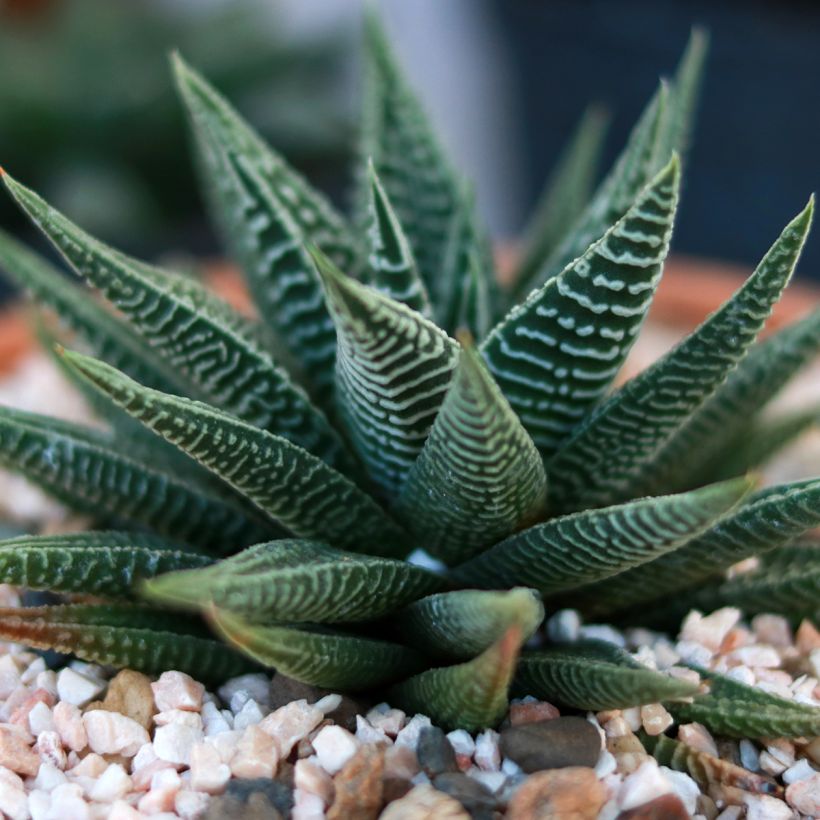 Haworthia limifolia (Feuillage)
