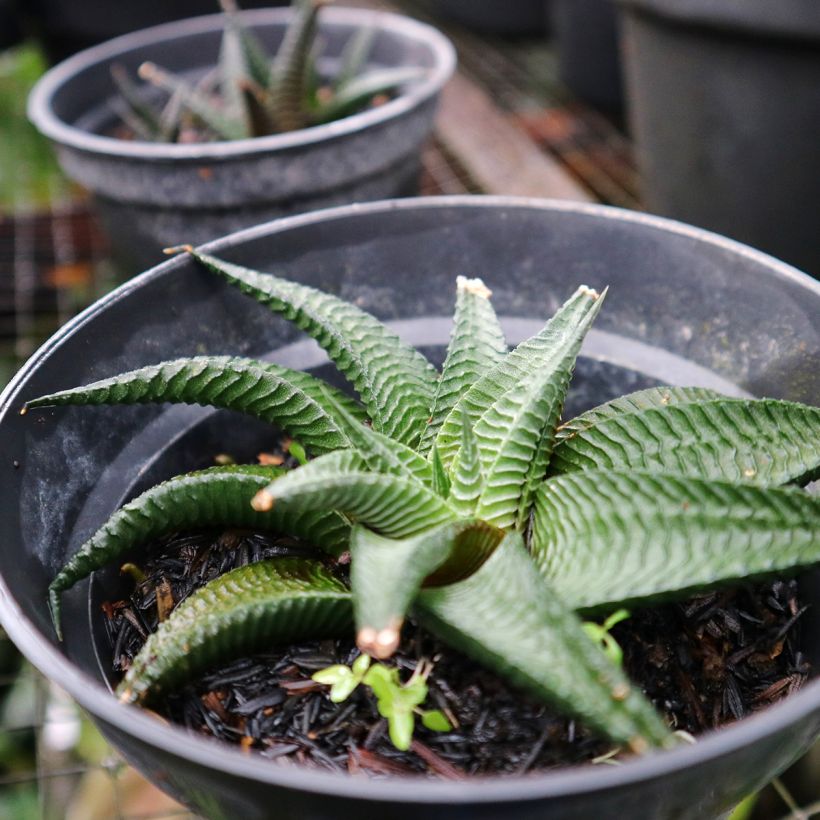 Haworthia limifolia (Port)