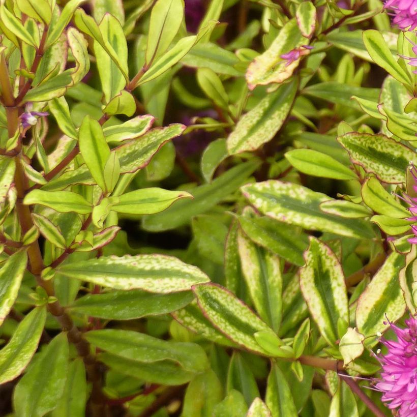 Hebe Celebration - Véronique arbustive (Foliage)