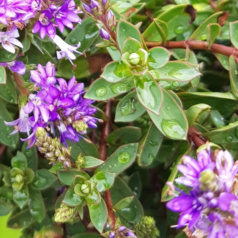 Hebe Claret Crush - Véronique arbustive (Feuillage)