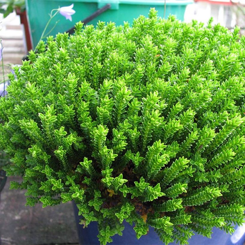 Hebe Emerald Green - Véronique arbustive (Port)