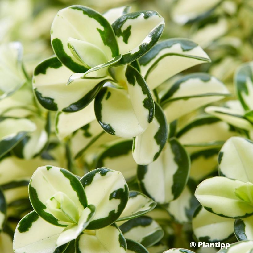 Hebe Leopard Spot - Véronique arbustive (Foliage)