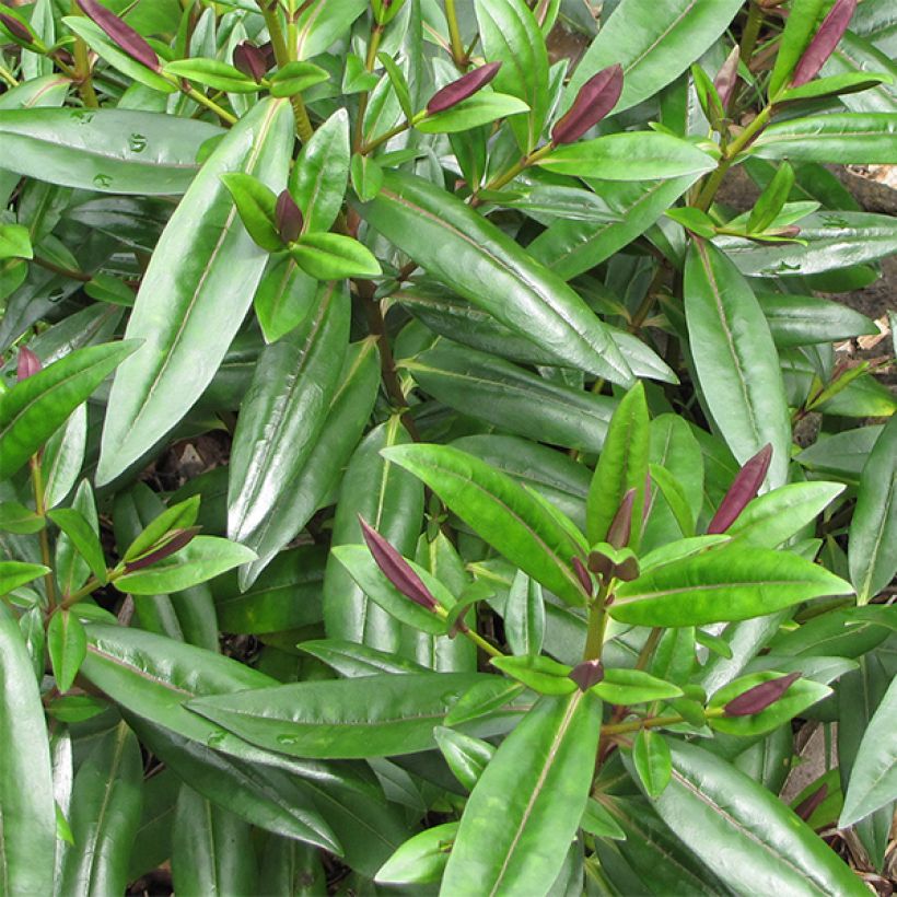 Hebe Linda  - Véronique arbustive (Foliage)