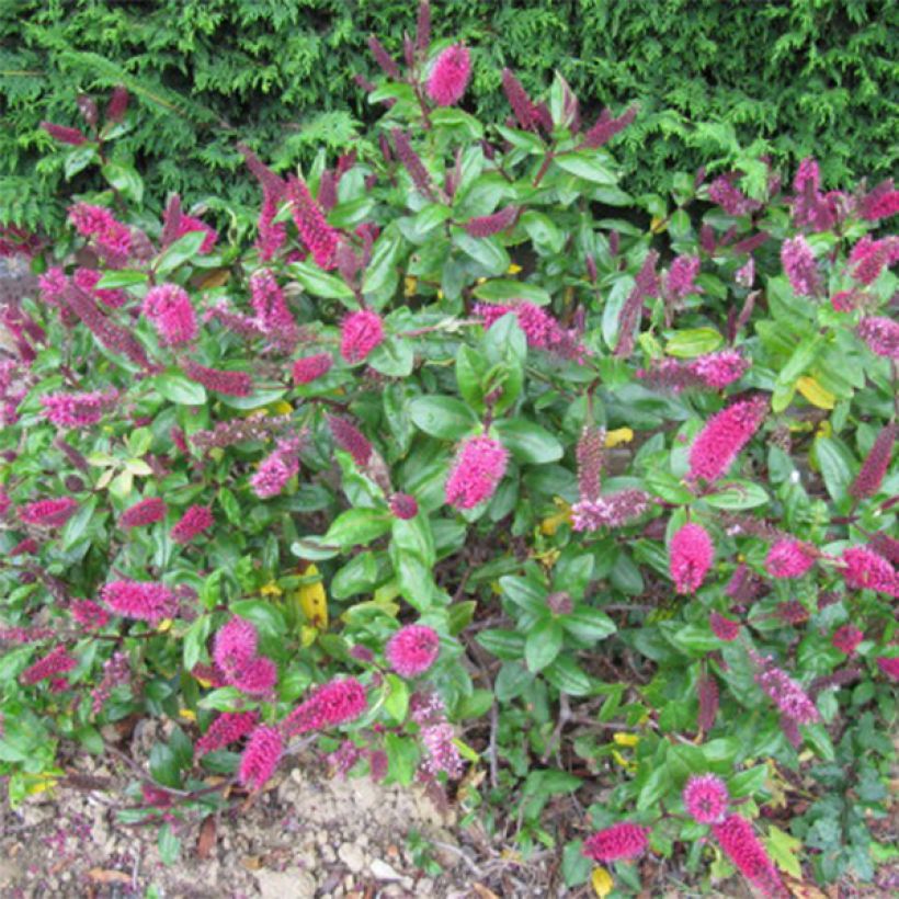 Hebe Linda  - Véronique arbustive (Flowering)