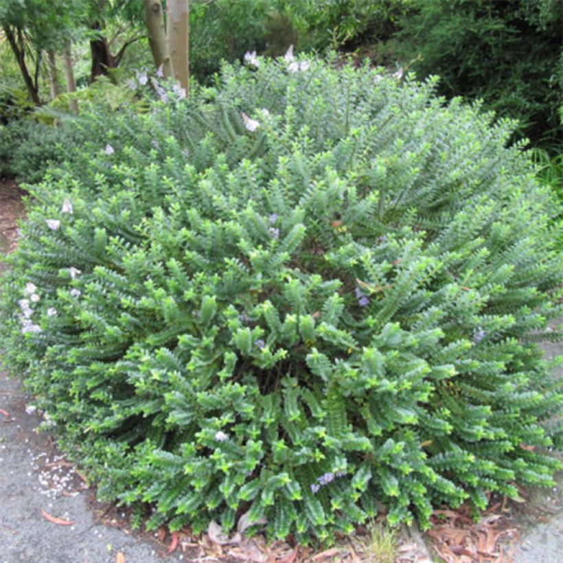 Hebe Linda  - Véronique arbustive (Plant habit)