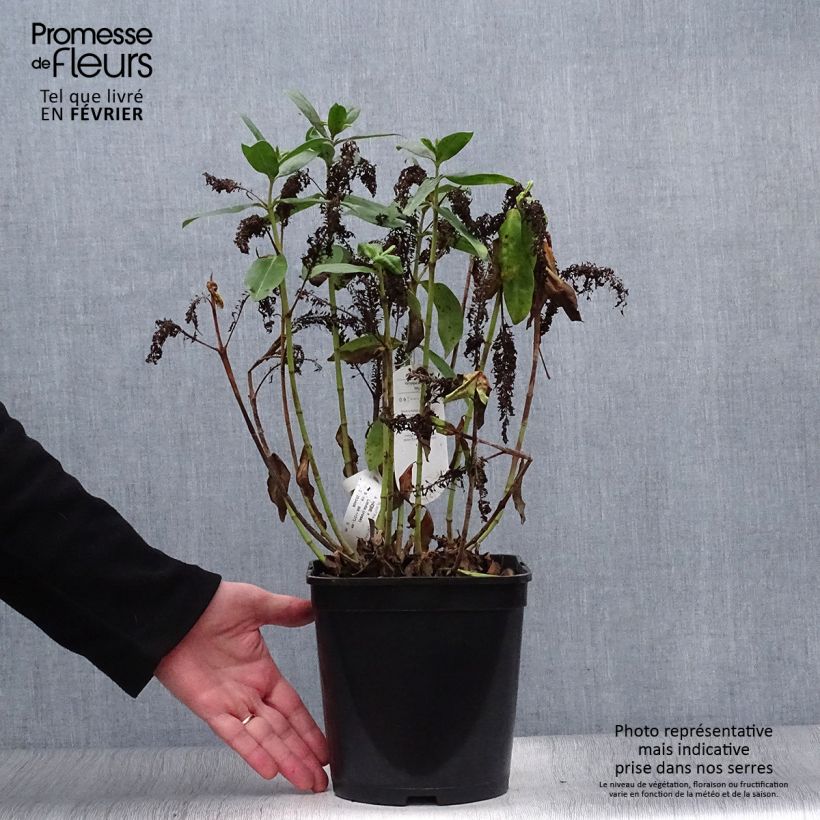 Example of Hebe Linda  - Véronique arbustive Pot de 3L/4L as you get in hiver