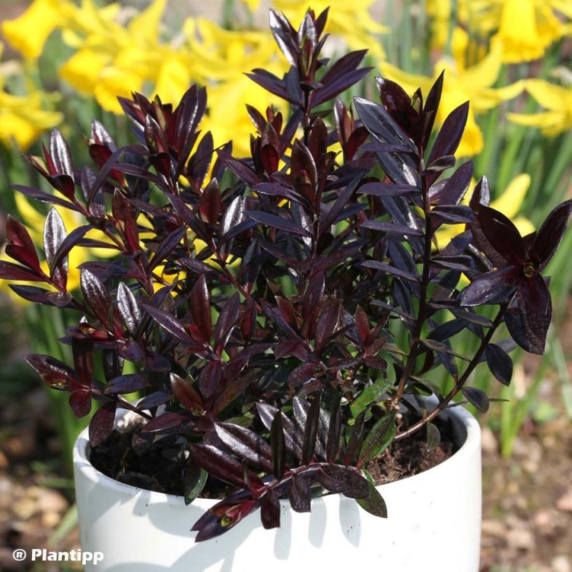 Hebe Midnight Sky - Véronique arbustive (Plant habit)