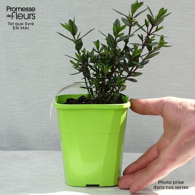 Example of Hebe Midnight Sky - Véronique arbustive Pot de 1,5L/2L as you get in printemps