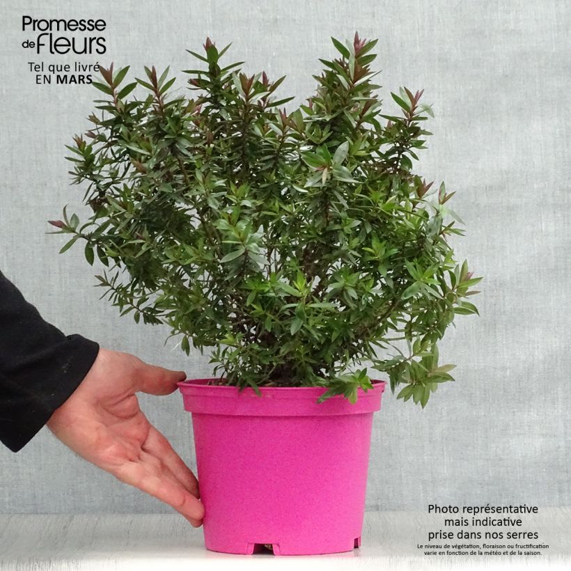 Example of Hebe Raspberry Ripple - Véronique arbustive. Pot de 2L/3L as you get in printemps