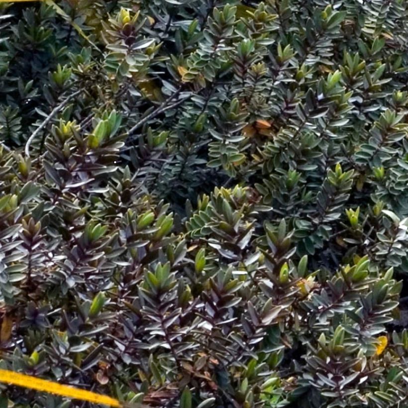 Hebe Red Edge - Véronique arbustive. (Foliage)