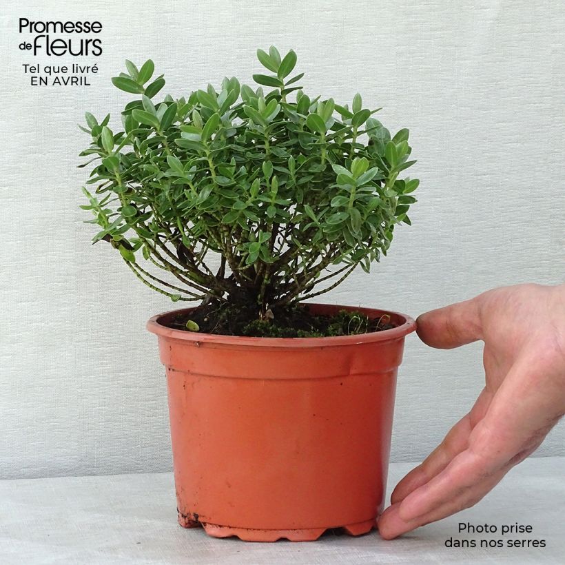 Example of Hebe Red Edge - Véronique arbustive. Pot de 2L/3L as you get in printemps