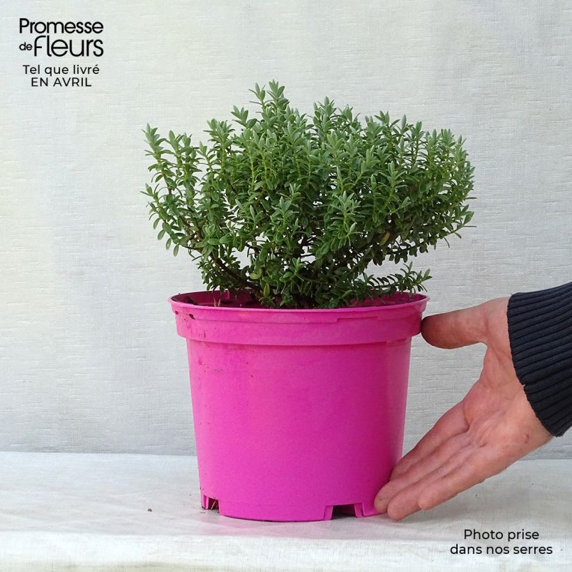 Example of Hebe Sutherlandii - Véronique arbustive. Pot de 2L/3L as you get in printemps