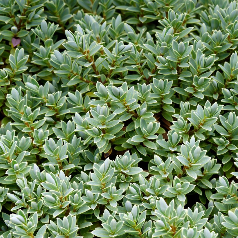 Hebe Sutherlandii - Véronique arbustive. (Foliage)