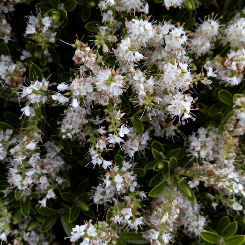 Hebe Sutherlandii - Véronique arbustive. (Flowering)