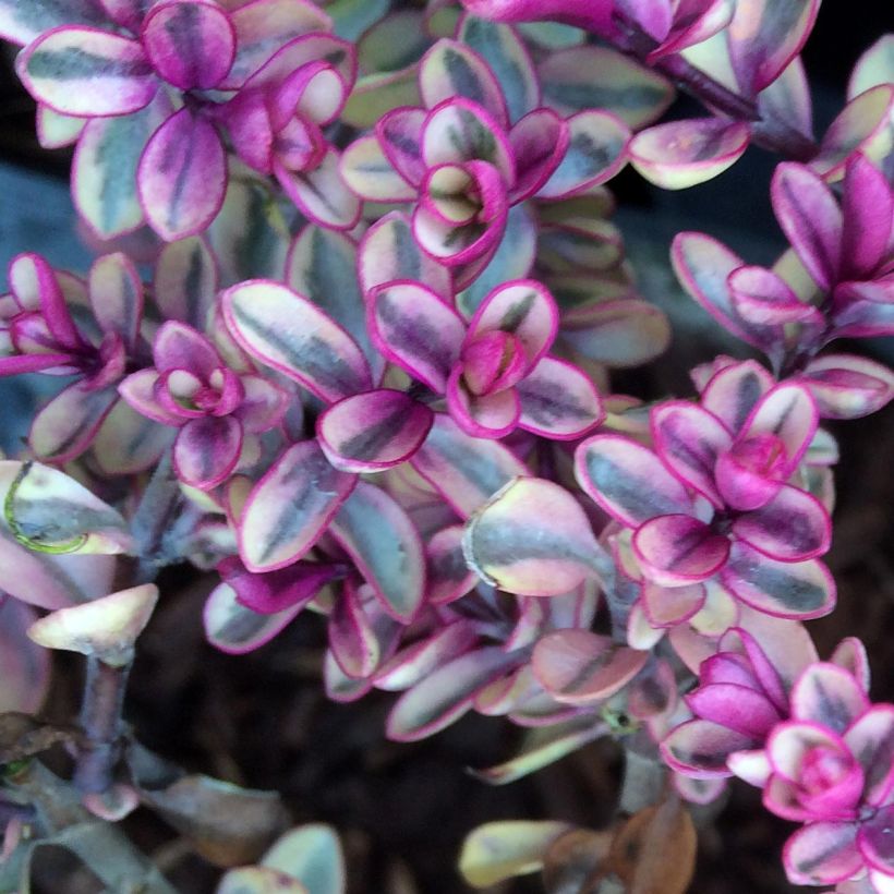Hebe Tip Top - Véronique arbustive (Foliage)