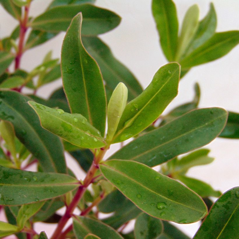 Hebe Wiri Charm - Véronique arbustive (Foliage)