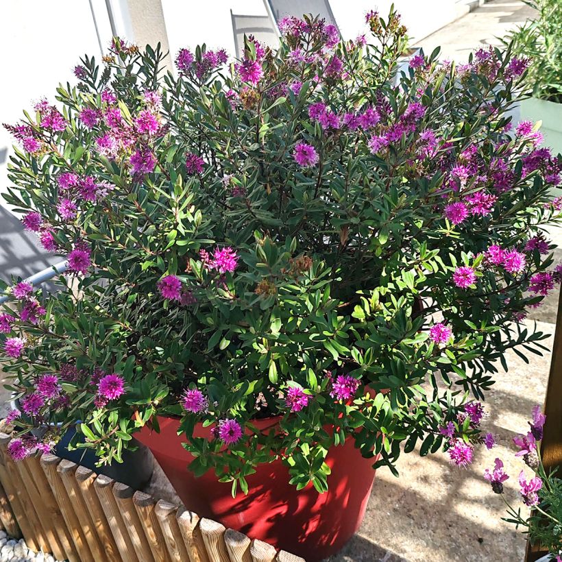 Hebe Wiri Charm - Véronique arbustive (Plant habit)