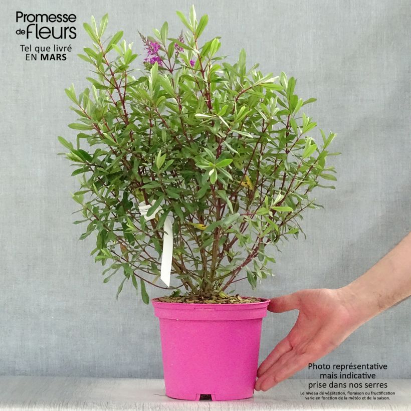 Example of Hebe Wiri Charm - Véronique arbustive Pot de 2L/3L as you get in printemps