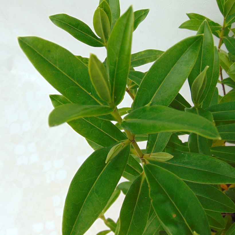 Hebe Wiri Image - Véronique arbustive (Foliage)