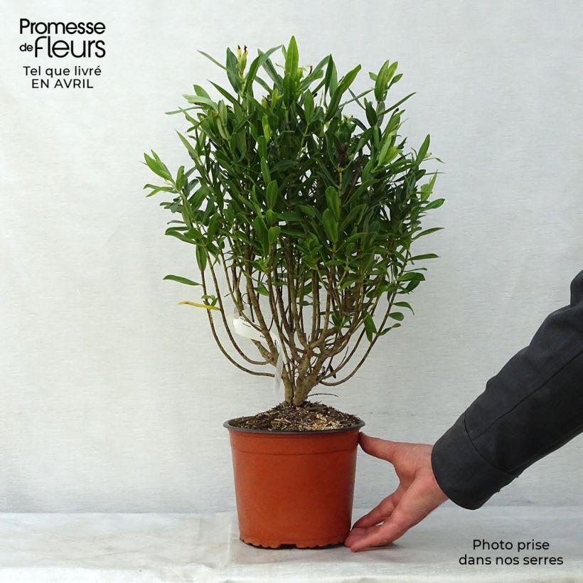 Example of Hebe Wiri Image - Véronique arbustive Pot de 2L/3L as you get in printemps
