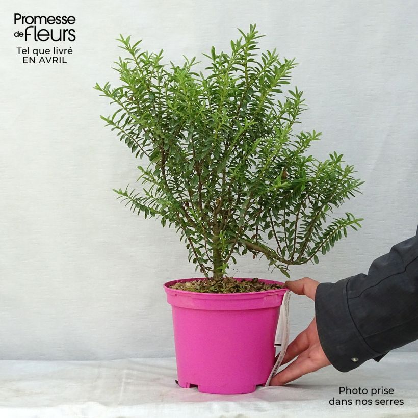 Example of Hebe brachysiphon - Véronique arbustive Pot de 2L/3L as you get in printemps