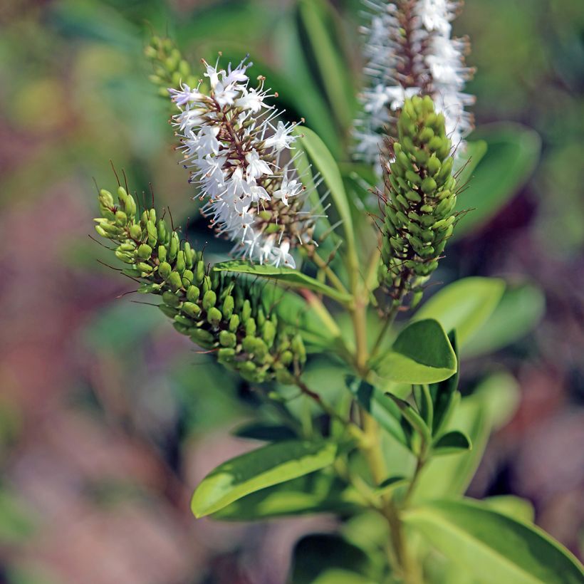 Hebe brachysiphon - Véronique arbustive (Flowering)