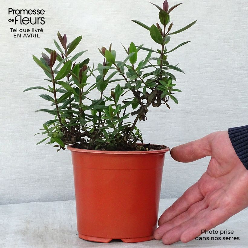 Example of Hebe franciscana Blue Gem - Véronique arbustive Pot de 1L/1,5L as you get in printemps