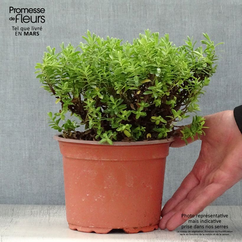Example of Hebe rakaiensis - Véronique arbustive Pot de 1,5L/2L as you get in printemps