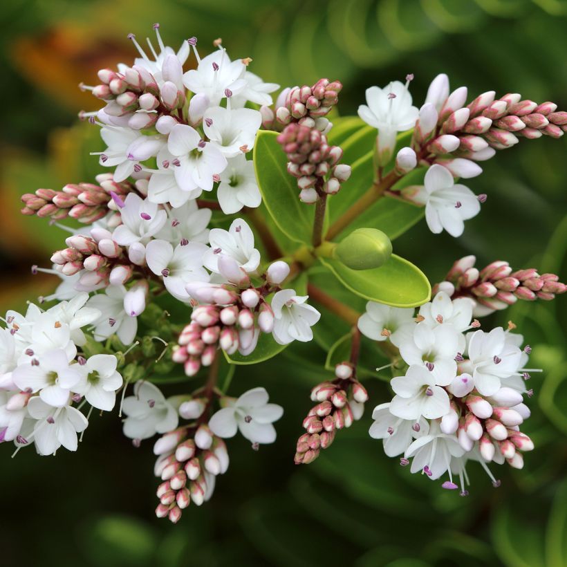 Hebe vernicosa - Véronique arbustive (Floraison)