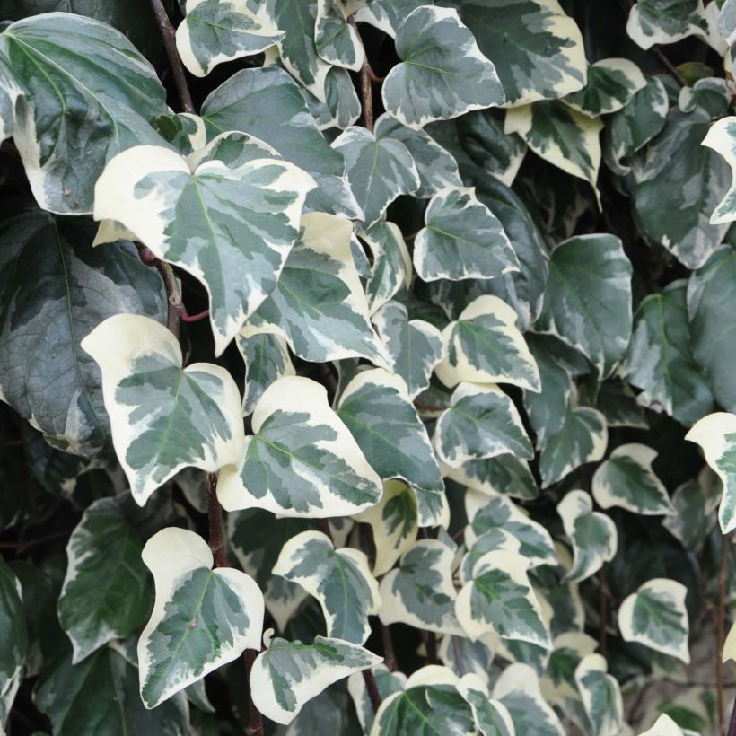 Lierre des Canaries - Hedera algeriensis Gloire de Marengo (Foliage)