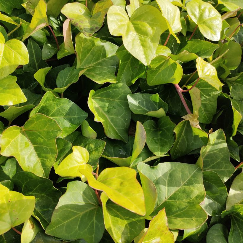 Hedera algeriensis - Lierre d'Algérie (Foliage)
