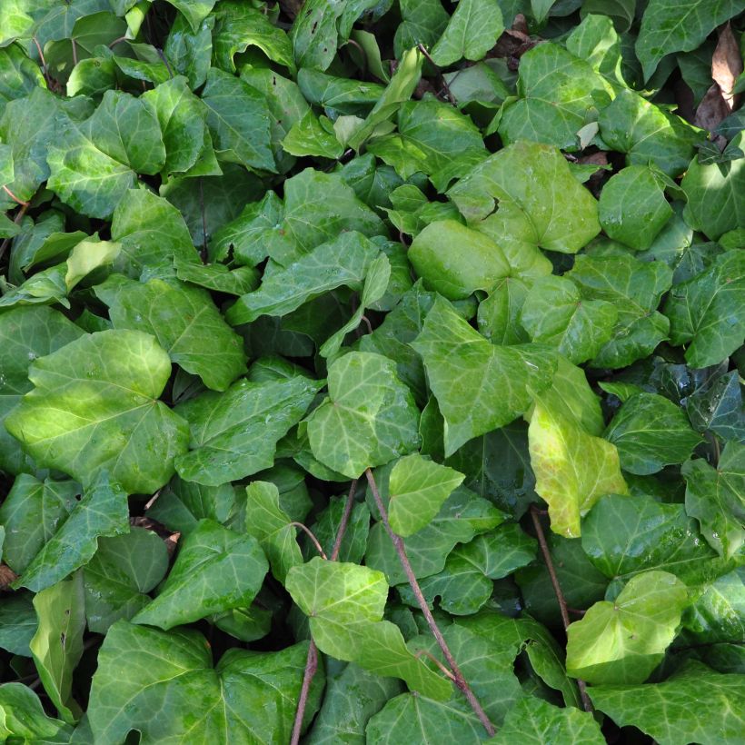 Lierre de Colchide - Hedera colchica (Foliage)