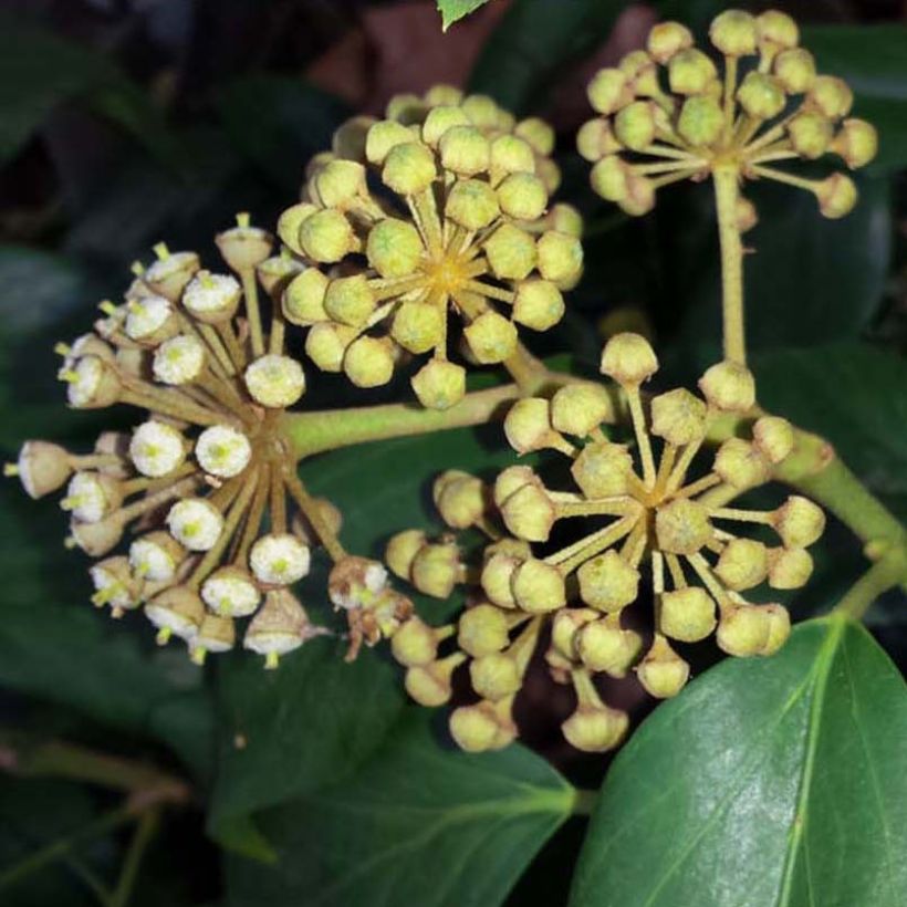 Lierre de Colchide - Hedera colchica (Flowering)