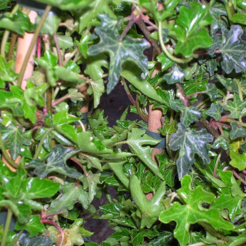 Lierre commun - Hedera helix Ivalace (Foliage)