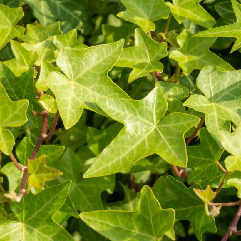 Lierre commun nain - Hedera helix Shamrock (Foliage)