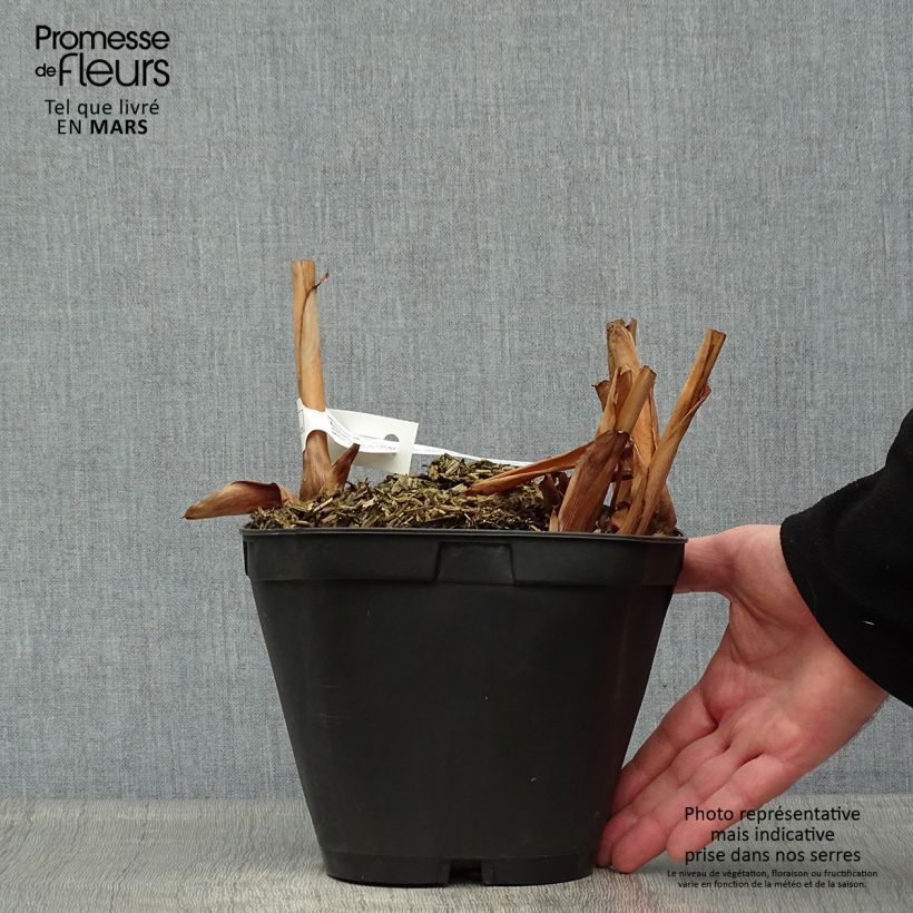 Example of Hedychium Elizabeth - Gingembre d'ornement Pot de 3L/4L as you get in printemps