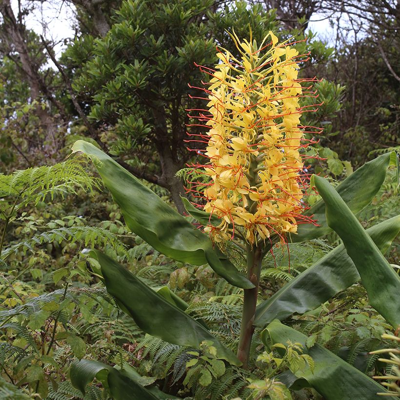 Hedychium gardnerianum - Longose en pot  (Port)