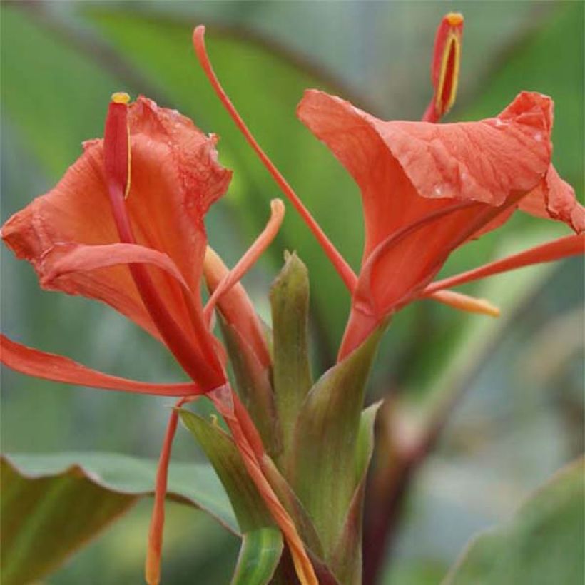 Hedychium greenii - Gingembre corail (Flowering)