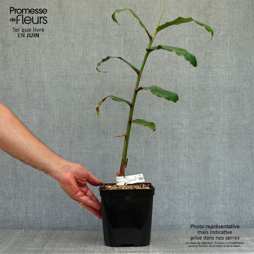 Example of Hedychium rubrum (deceptum) - Gingembre d'ornement Pot de 3L/4L as you get in ete