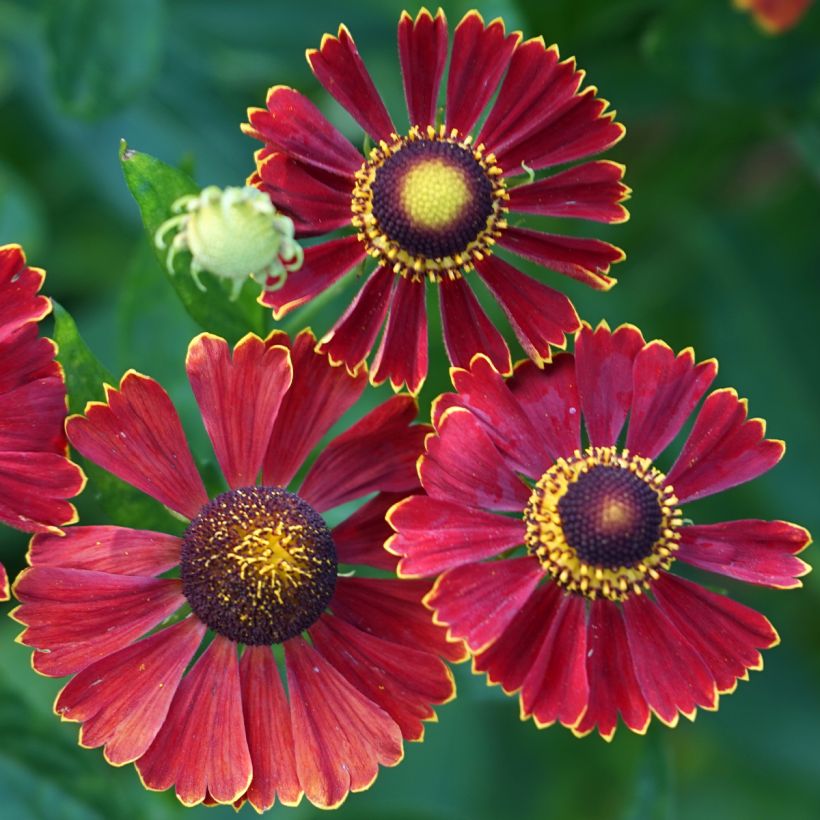 Helenium autumnale Helena Red Shades - Hélénie d'automne (Flowering)