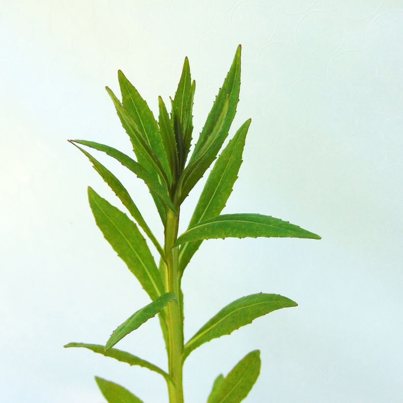 Hélénium Baudirektor Linne - Hélénie rouge (Foliage)