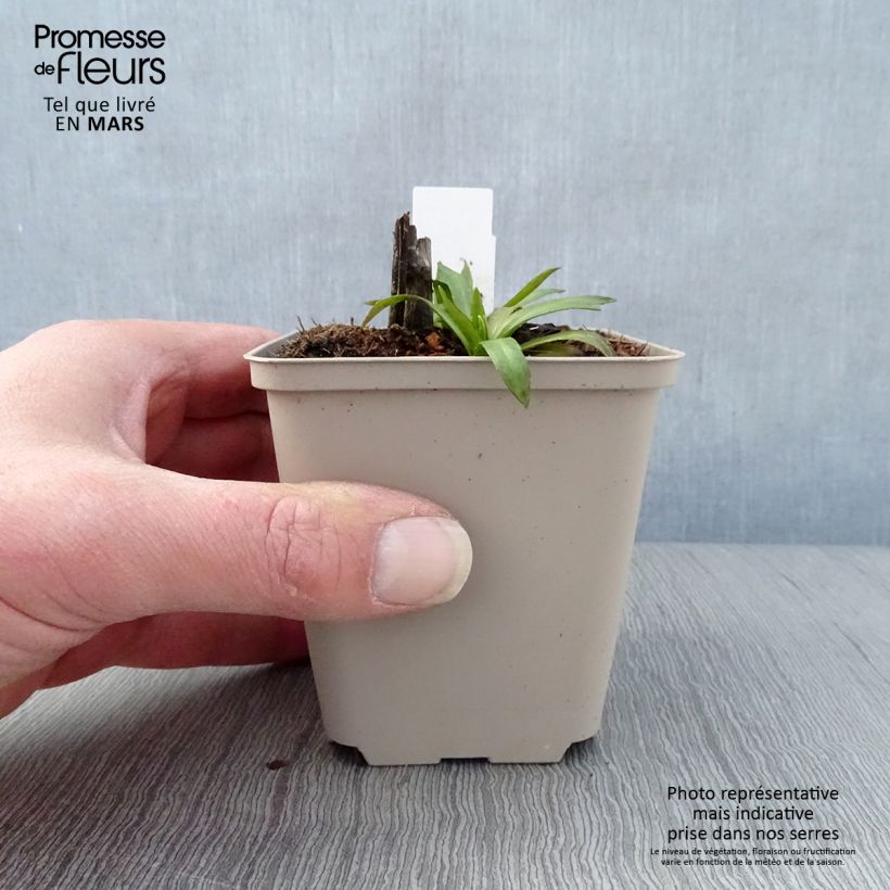 Example of Hélénium Baudirektor Linne - Hélénie rouge Godet de 8/9 cm as you get in printemps