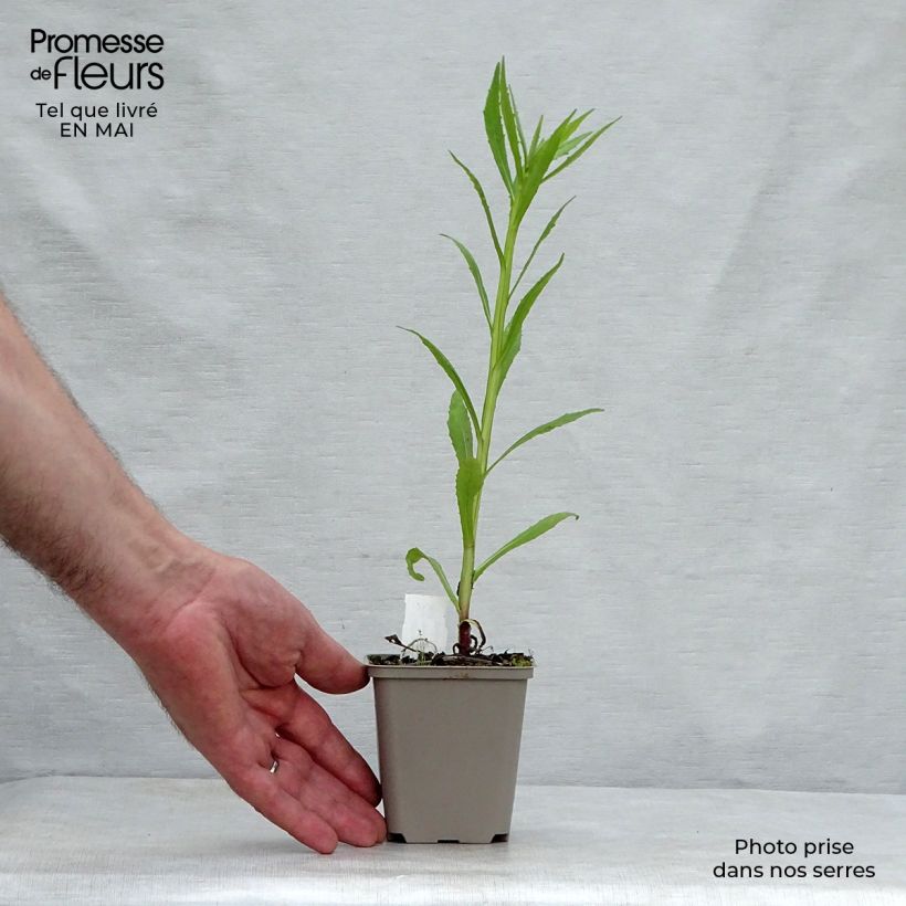 Example of Hélénium Double Trouble - Hélénie jaune Godet de 8/9 cm as you get in printemps