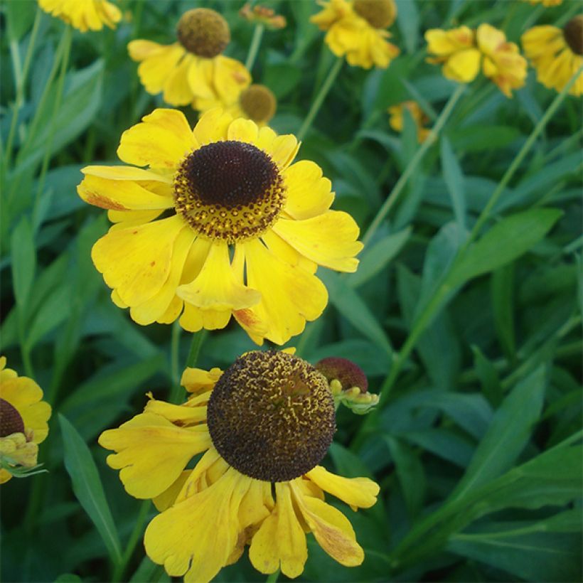 Helenium El Dorado - Hélénie (Flowering)