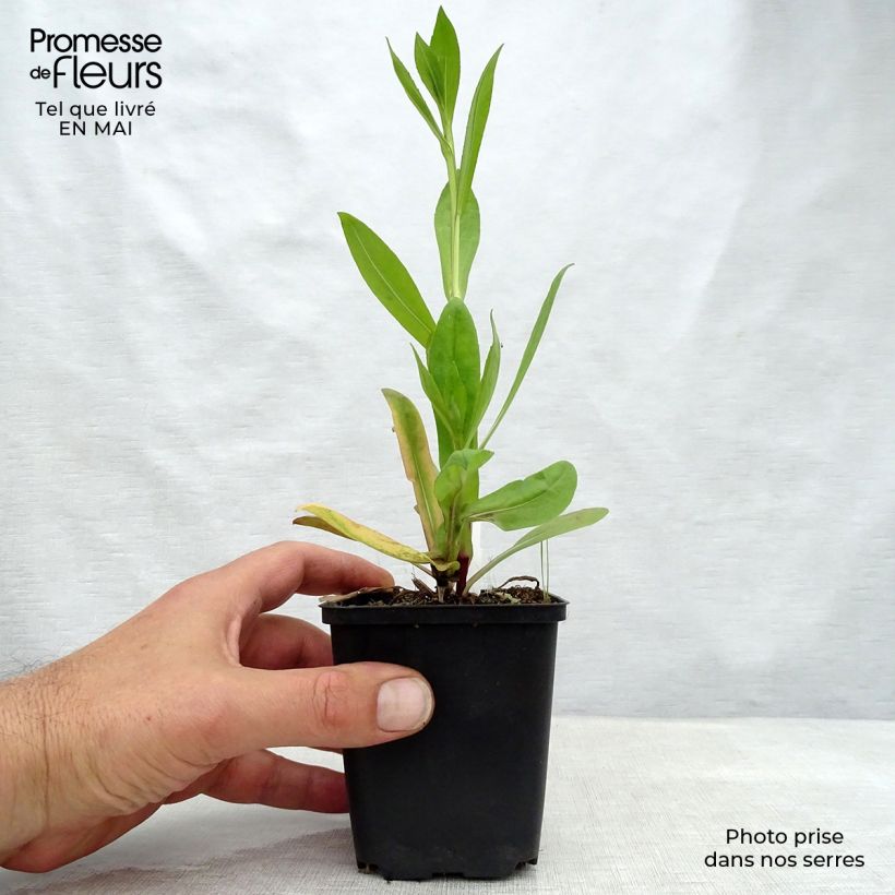 Example of Helenium El Dorado - Hélénie Godet de 8/9 cm as you get in printemps