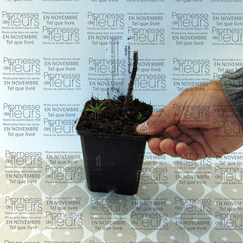 Exemple de spécimen de Hélénium Fiesta - Hélénie bordeaux marginée de jaune d'or. Boîte tel que livré